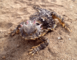 Horned Toad